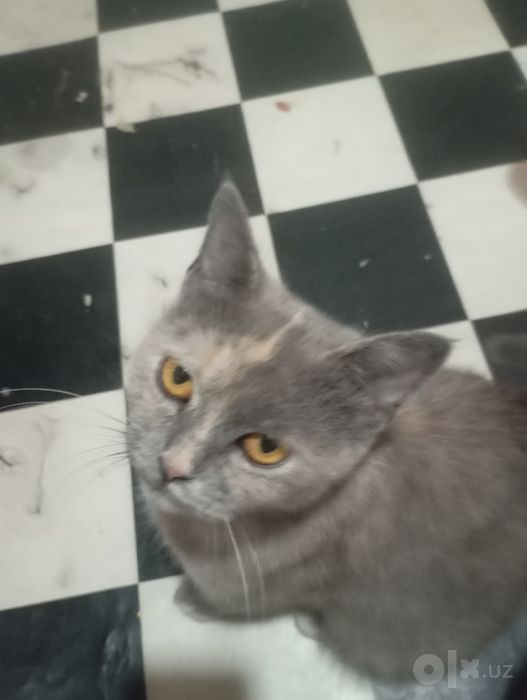 Продаются котята британской породы.