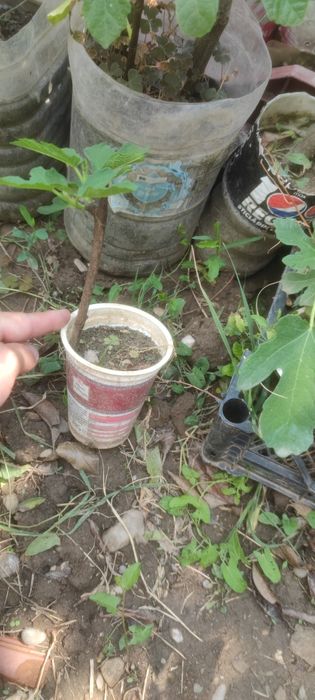 Smochin smochini galben verde diverse mărimi preț de la 15 lei