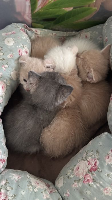 Отдам сладких котят в добрые руки