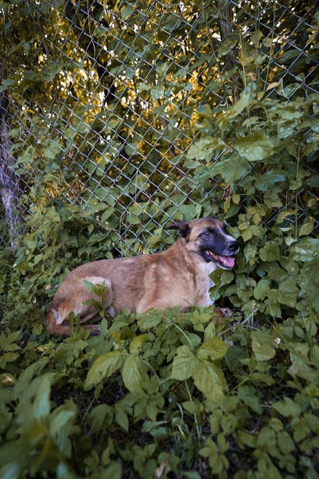 Bowie – câine blând și cuminte își caută familie