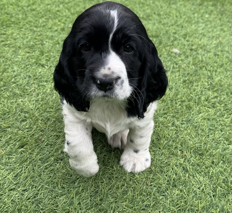 Продам щенка русский спаниель девочка 9 марта родилась .