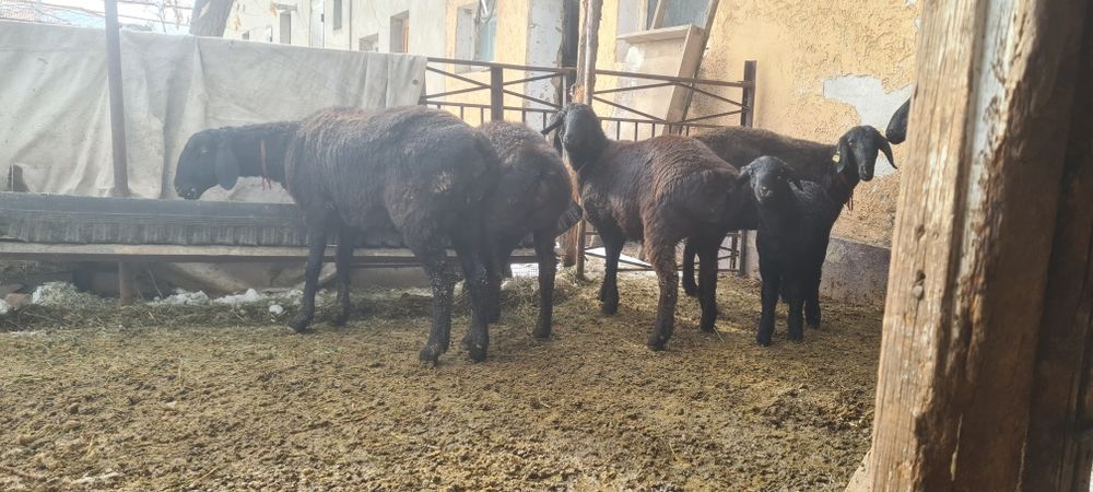 Қозылы қой Шаруа қой Гиссар