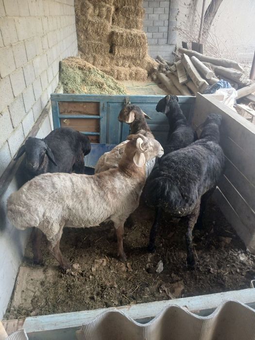 Qoʻchqor lar sotiladi