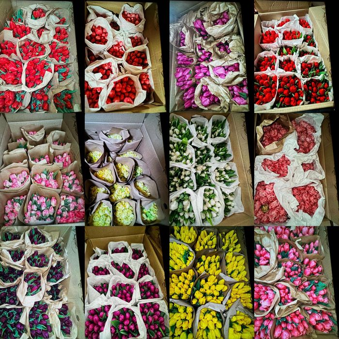 Тюльпаны местные теплица