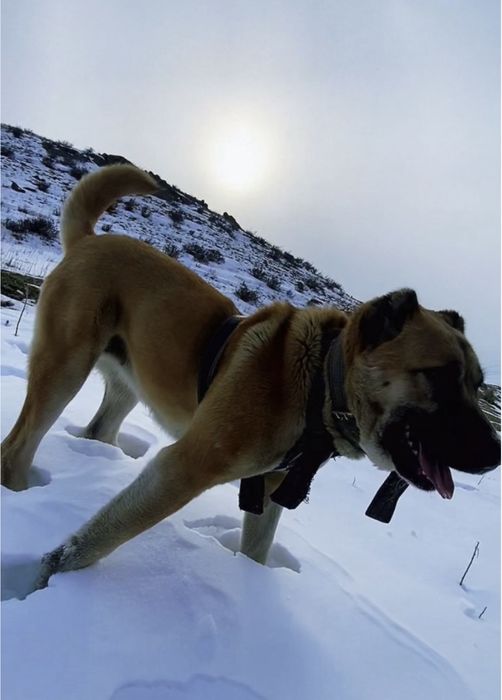 Алабай ургашы сучка сао