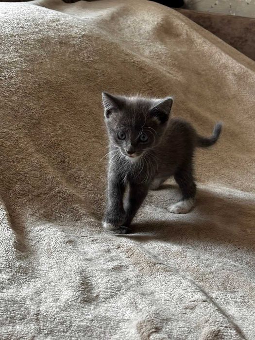 Дарю шустрых котят