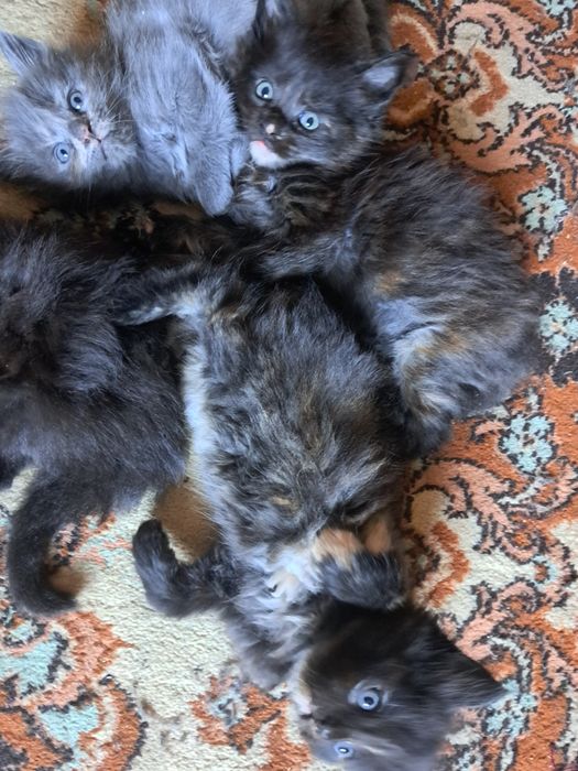 Продам котят.мейн кун. Девочки