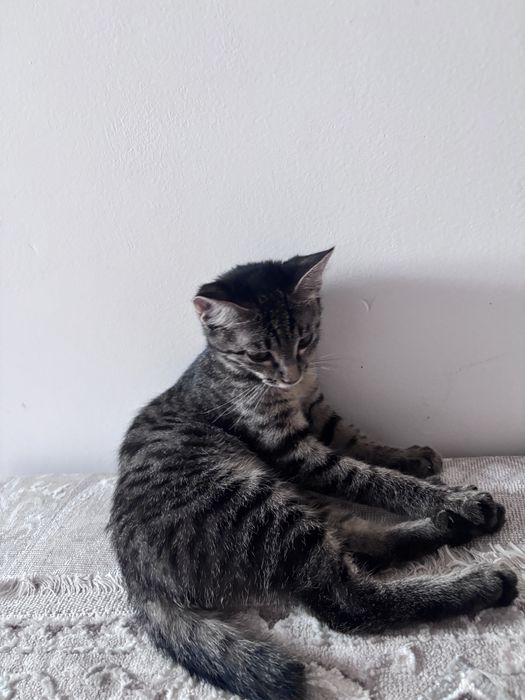 Одтадим в хорший рукий