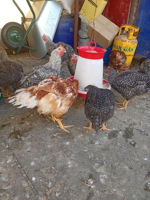 Păsări cocosi  de vanzare