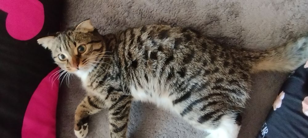 Отдам кошечку в добрые руки