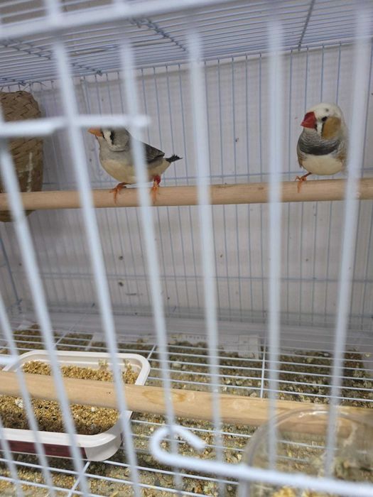 Zebre australiene de vanzare