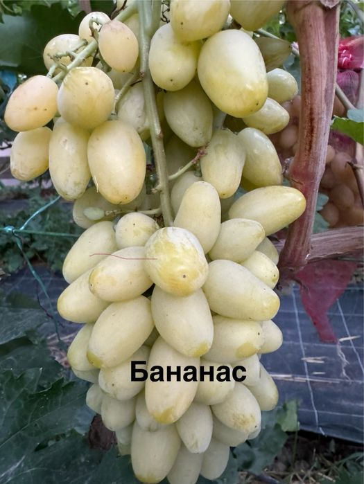 Аватар, рататуй, ламборджини узум  каламчалари ва кучатлари