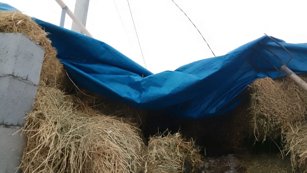 Жоңышқа сатылады