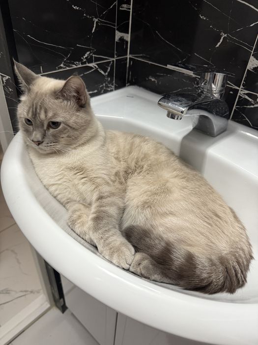 Кот Кошка Котенок Мысық