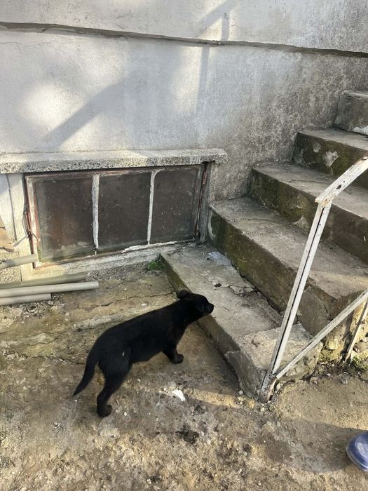 Подарявам кученца