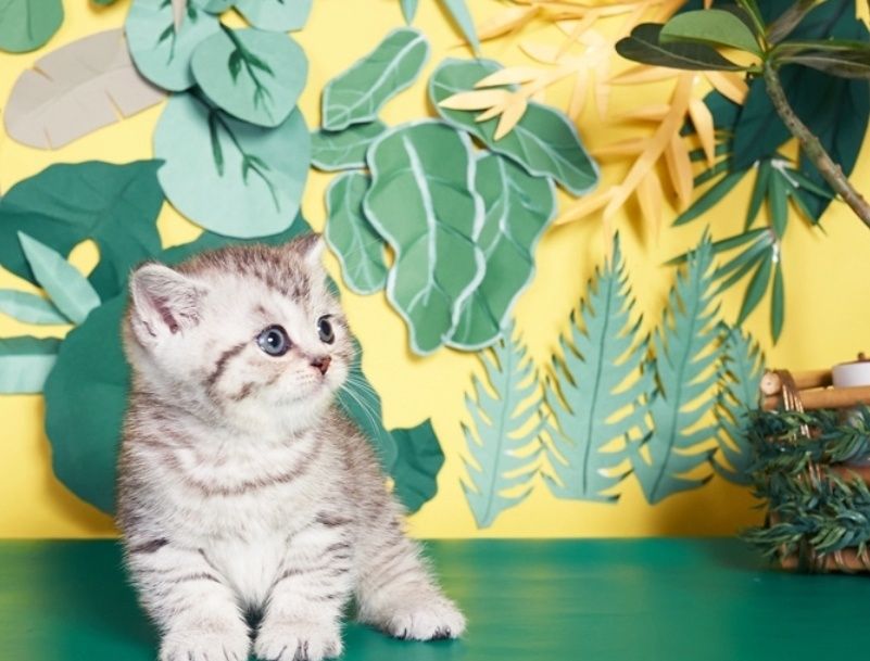 Котята шиншиллы вискас девочки и мальчики