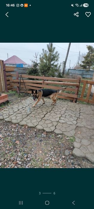 Кобель немецкая овчарка продам