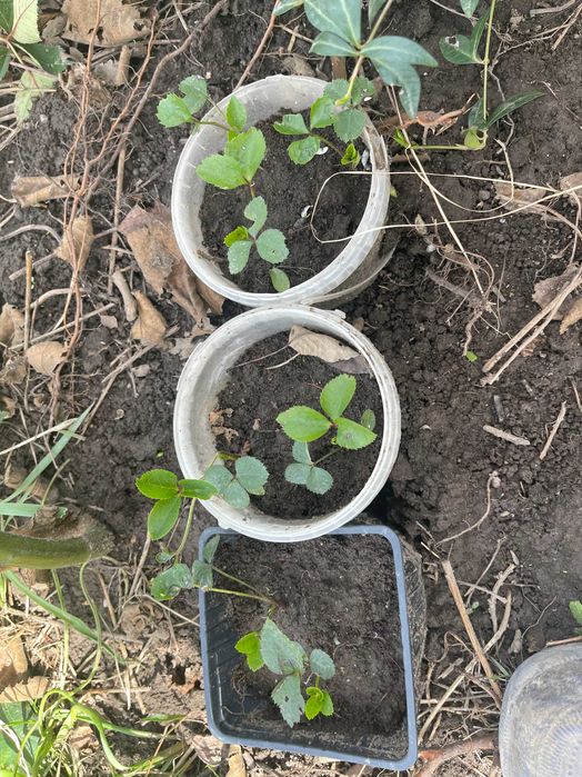 Морозник однолетки в горшке