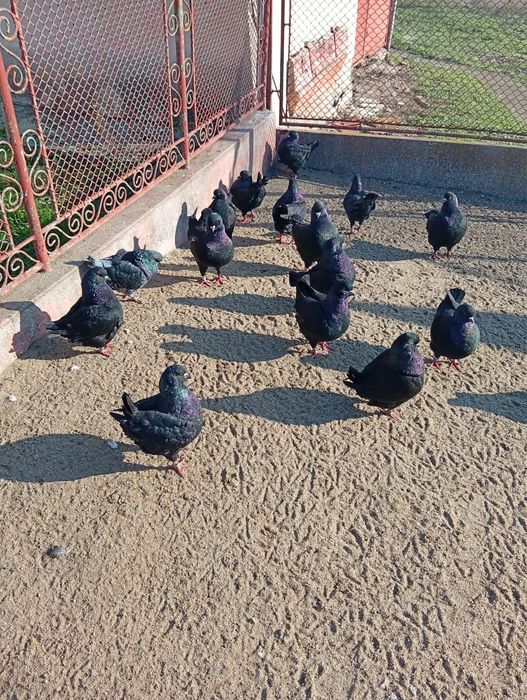 Vand porumbei rasa king negrii