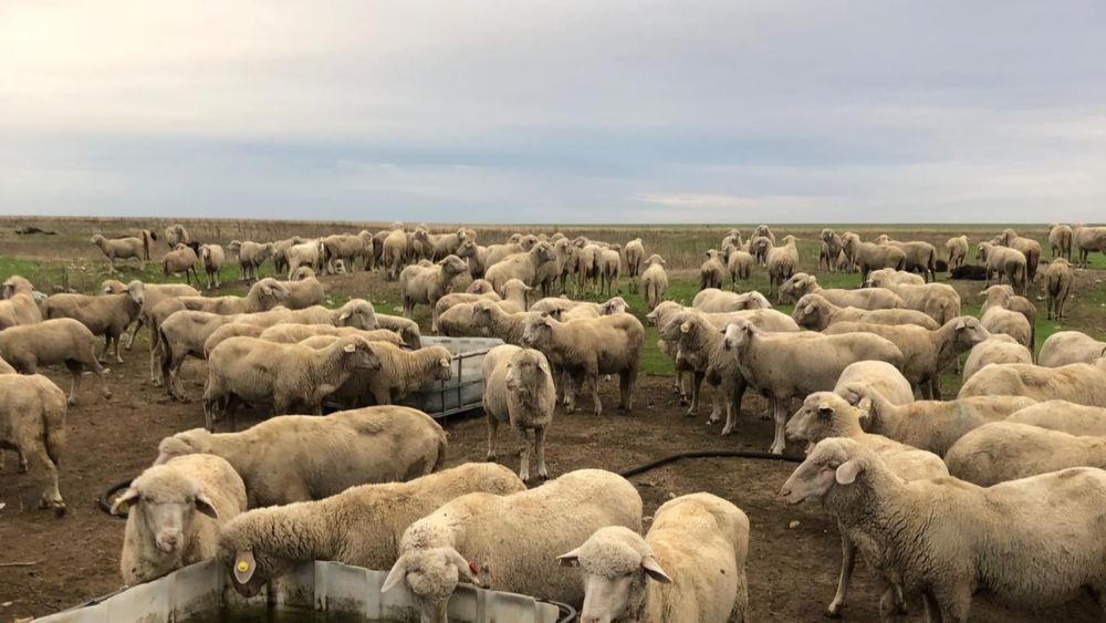 Oi merinoase de vânzare