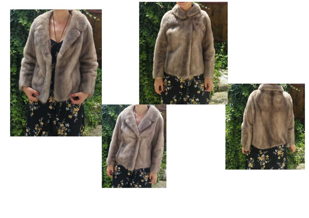 Haina blana scurta vizon Mustela deosebita pretentiosi