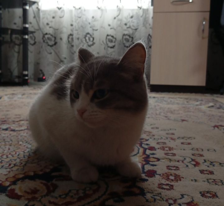 Отдам кошку в добрые руки