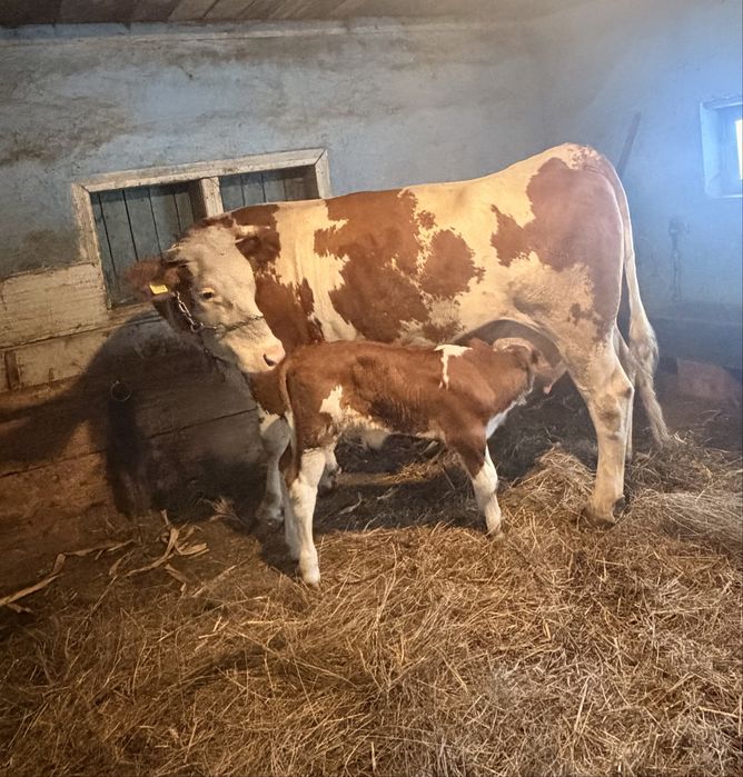 Vand vaca impreuna cu vitel