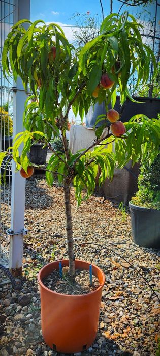 Pomi Fructiferi pitici Dwrf