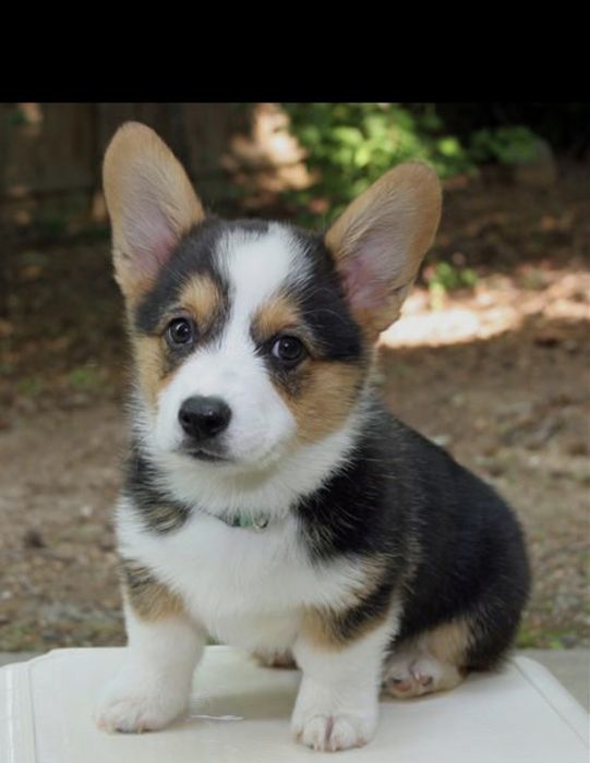 Welsh corgi Pembroke tricolor baiat