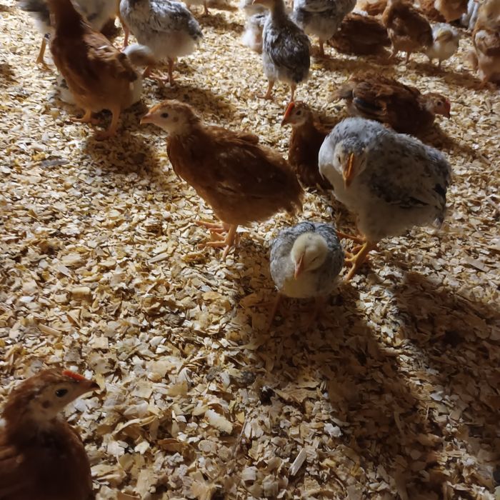 Vând pui rasă mixta