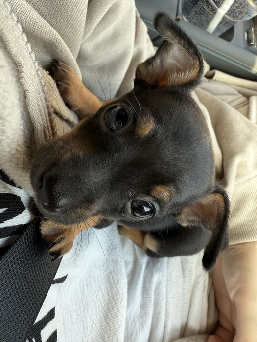 Той терьер, продам щенка