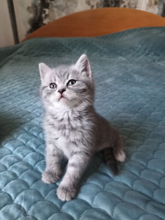 Британски котенца