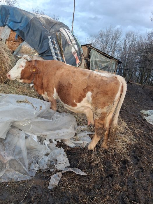 Vaca baltata romineasca