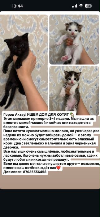 В добрые руки котята