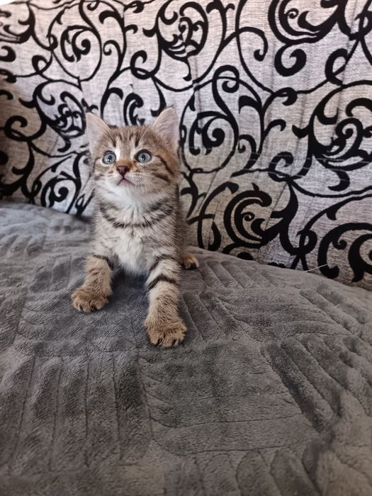 Продам шотландских котят