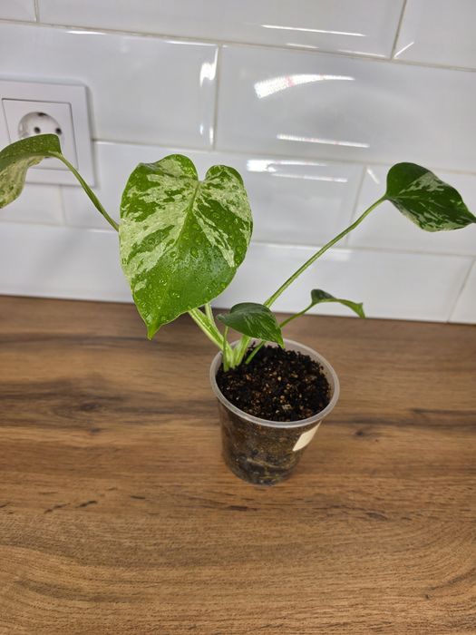 Монстера Бульбазавр (Monstera Bulbasaur)