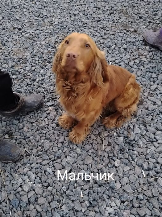 Продам сабак  породистых