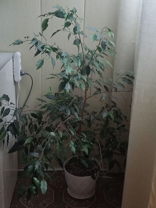 Цветы для дома и офиса