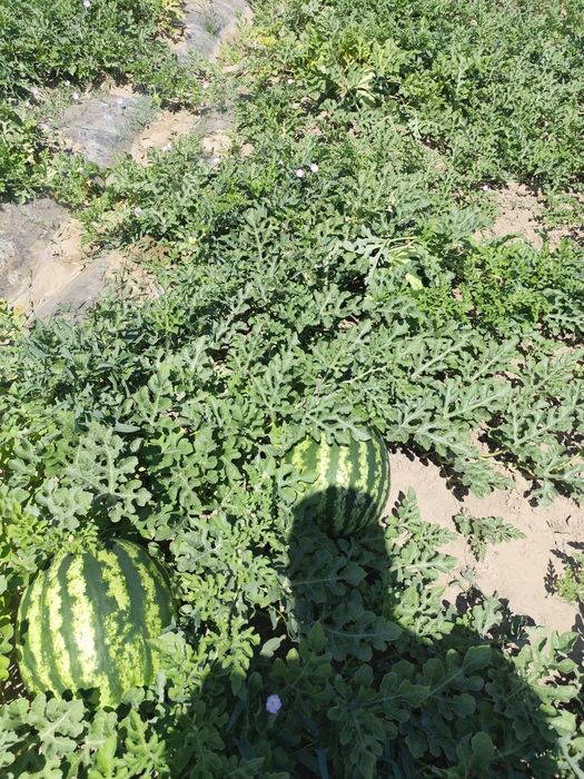 Продам Арбуз оптом