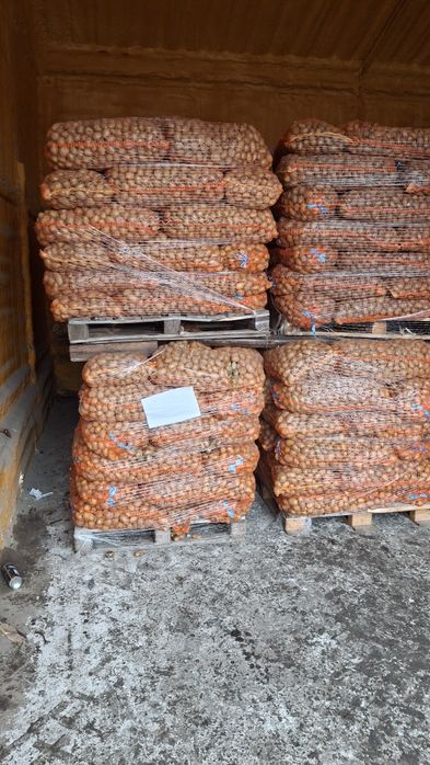 Vând cartofi de consum și de sămânță