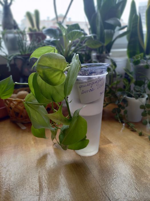 Филодендрон Aurea Gold