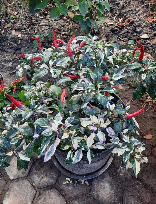 Перец декоративный