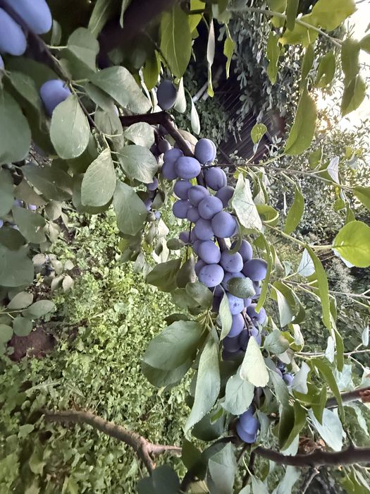Prune Centenar Mari