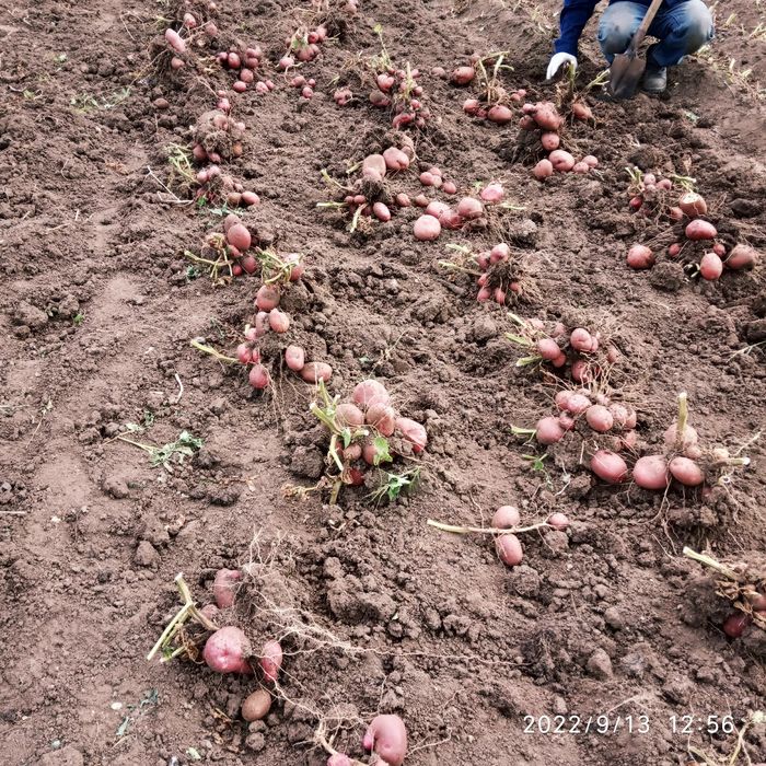 Дачный картофель,250 тг