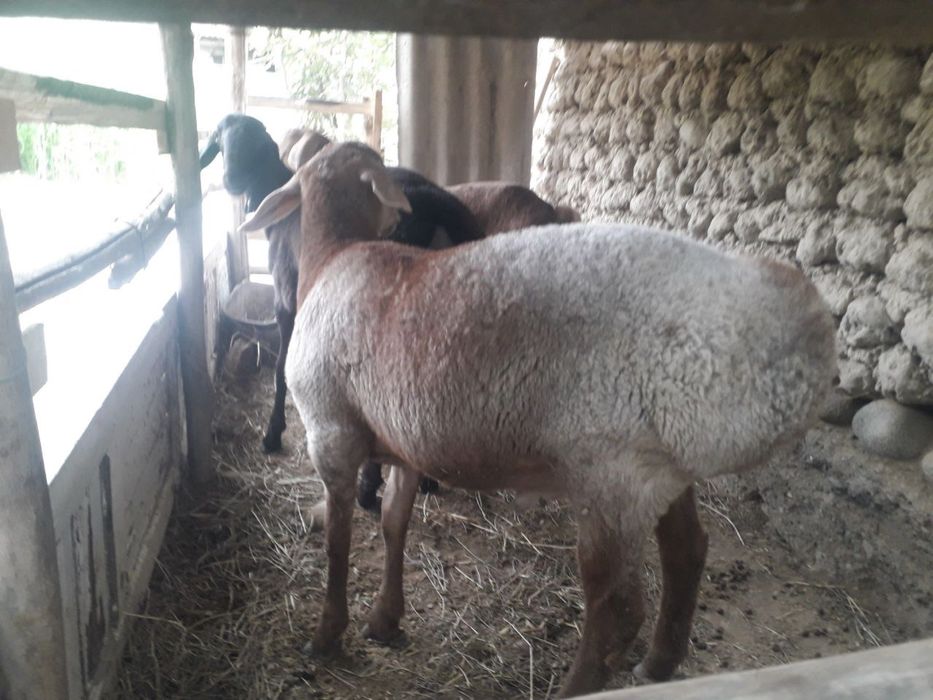 Qoʻchqor qoʻylar qoylar sotiladi