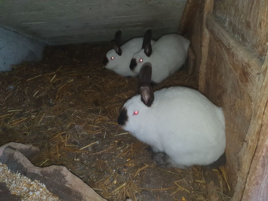 Vand  californian și neozeelandez alb