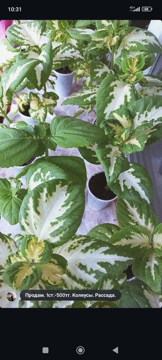 Продам рассаду Колиуса