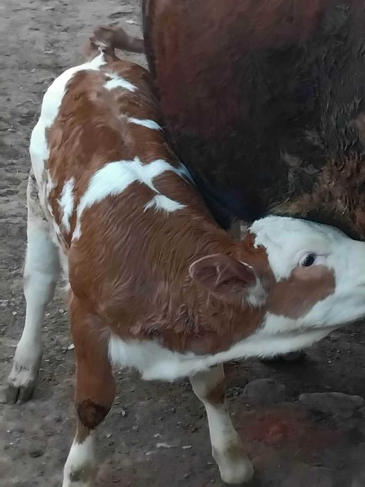 Vând junică la prima fatare garantată