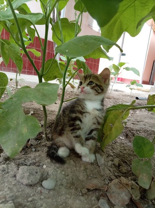 Отдам котёнка в добрые руки