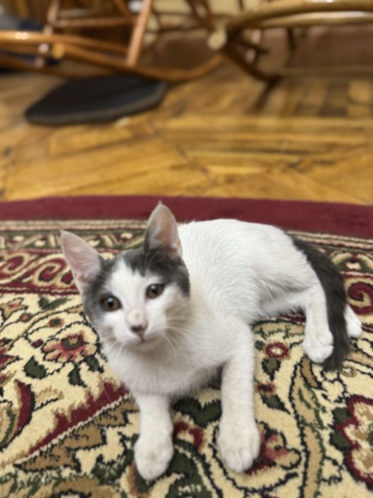Отдаем котят 4х месячных. Смесь британской шиншиллы и дворовой кошки!!